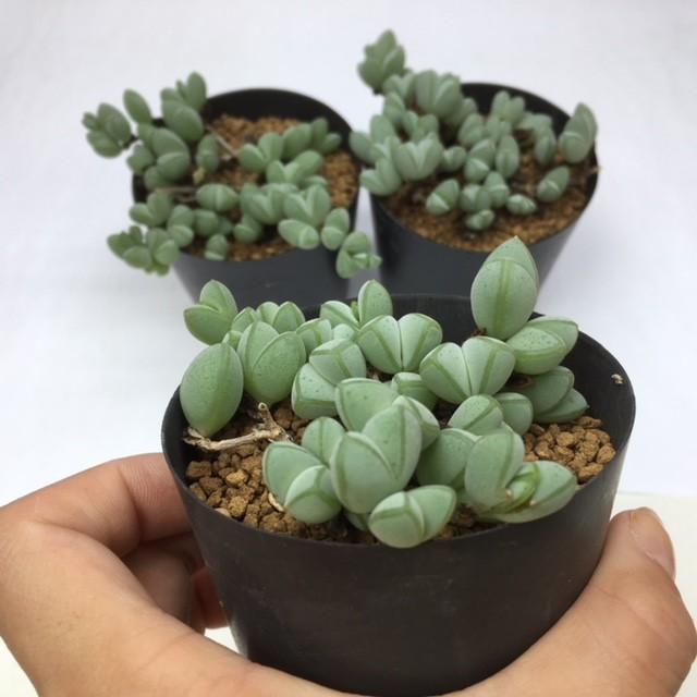 【サービス品@980】ミニ碧漁連 碧魚連2.5号ポット 多肉植物 : 金井園芸 - 通販 - Yahoo!ショッピング