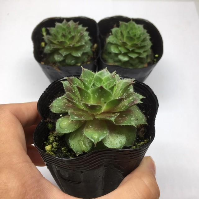 多肉植物 岩蓮華 イワレンゲ 幅5cm S52 遊恵盆栽 Yahoo 店 通販 Yahoo ショッピング