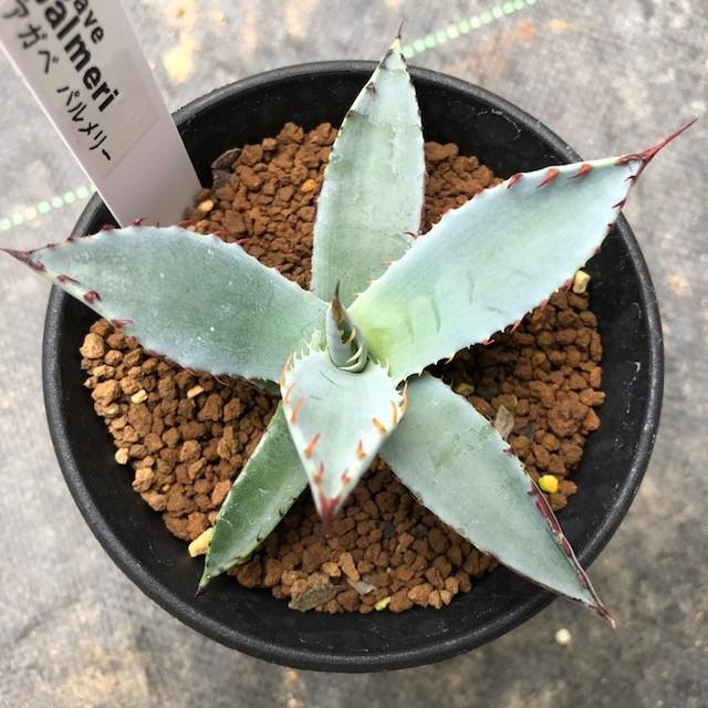 専用 アガベ パルメリー 大株 シルバーブルー 良形 専用 アガベ