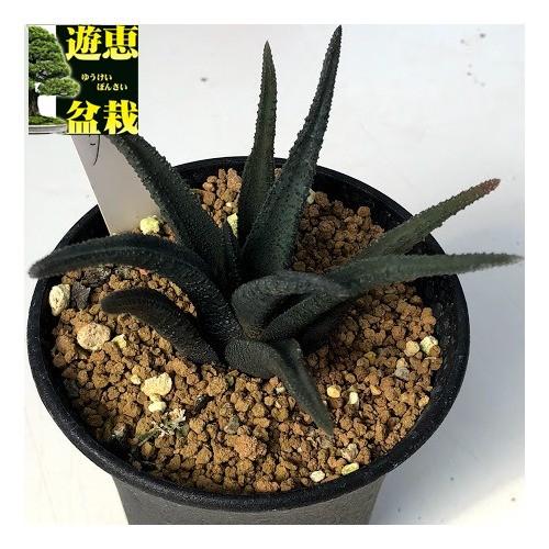 多肉植物：ハオルチア ソルディダ*幅8.5cm 現品！一品限り : 遊恵