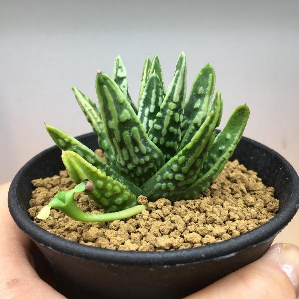 多肉植物：ハオルチア 天使の涙*幅6cm 現品 一品限り : 遊恵盆栽