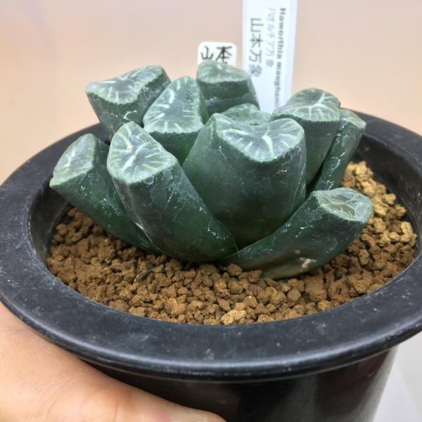 最新コレックション 多肉植物 ハオルチア 万象 山本氏 幅7 5ｃｍ 現品 一品限り 高質で安価 Zoetalentsolutions Com