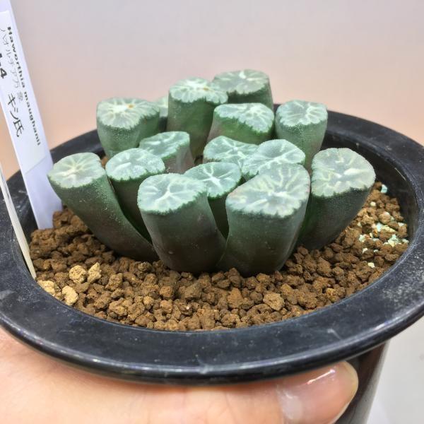多肉植物：ハオルチア 万象 HN-4 貴志氏*幅6cm 現品 一品限り : 遊恵