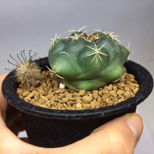 コリファンタ・黄葉象牙丸(抜き苗) コリファンタ・黄葉象牙丸(抜き苗) コリファンタ・黄葉象牙丸