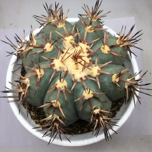 サボテン：エキノカクタス 花王丸*幅13cm 現品 一品限り : 遊恵盆栽