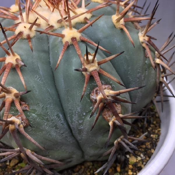 サボテン:エキノカクタス 花王丸*幅13cm 現品 一品限り サボテン:エキノカクタス 花王丸*幅13cm 現品 一品限り