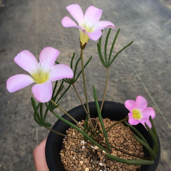 球根植物：オキザリス* : 遊恵盆栽 Yahoo!店 - 通販 - Yahoo!ショッピング