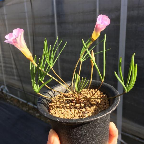 球根植物：オキザリス* : 遊恵盆栽 Yahoo!店 - 通販 - Yahoo!ショッピング