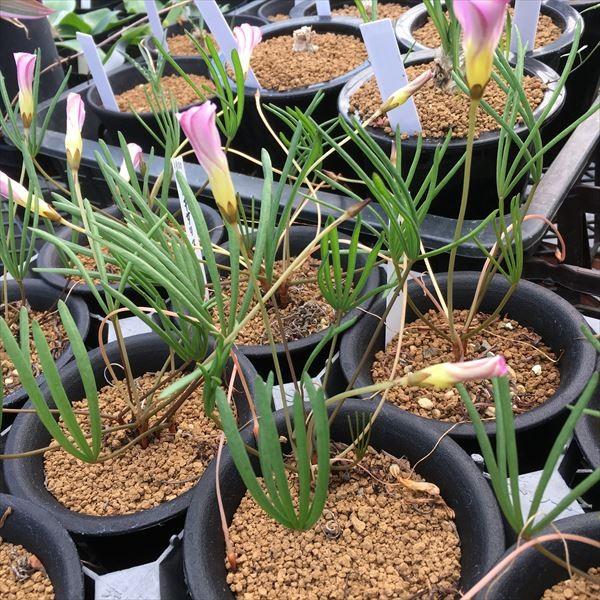 球根植物：オキザリス* : 遊恵盆栽 Yahoo!店 - 通販 - Yahoo!ショッピング