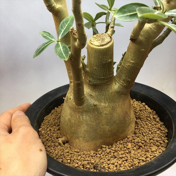 コーデックス：アデニウム オベスム*葉幅26cm 現品！一品限り : 遊恵