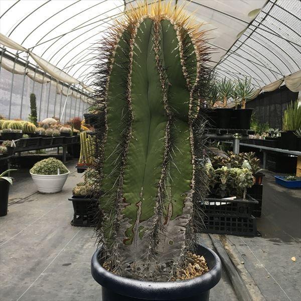 インターネットセール 通販 サボテン 般若 幅18cｍ 現品 一品限り Yahoo ショッピング S5385 遊恵盆栽 Yahoo 店 良品まとめ売り Ameriaadvisory Am