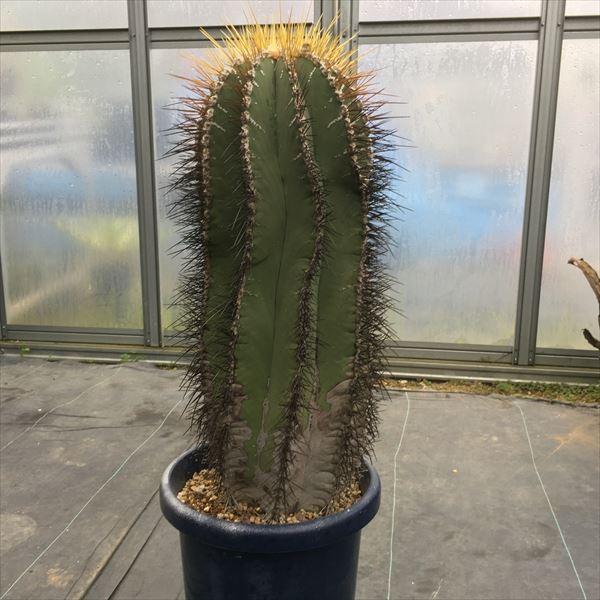 サボテン：般若*幅18cm 現品 一品限り : 遊恵盆栽 Yahoo!店