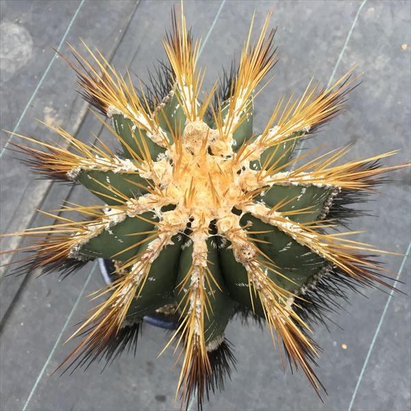 サボテン：般若*幅18cm 現品 一品限り : 遊恵盆栽 Yahoo!店