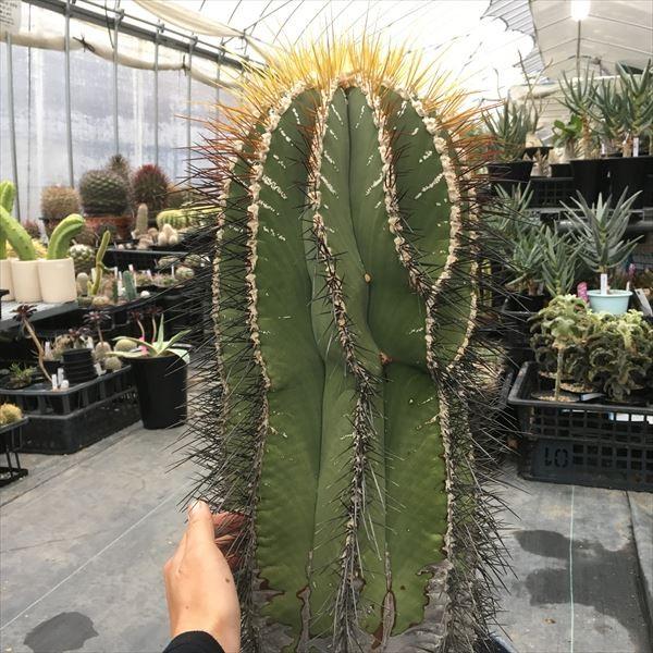 サボテン：般若*幅18cm 現品 一品限り : 遊恵盆栽 Yahoo!店 - 通販