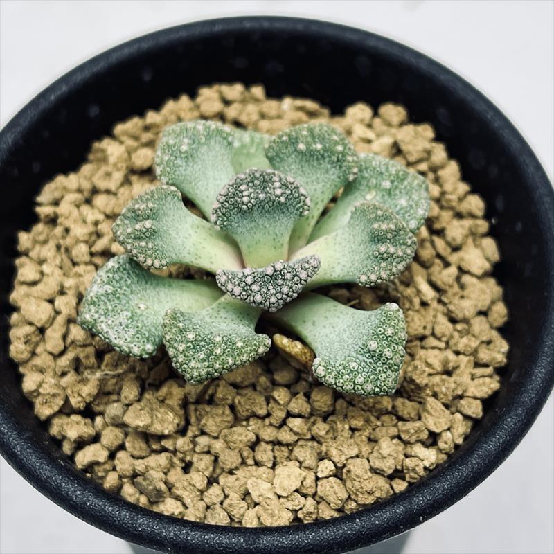 多肉植物:メセン チタノプシス*幅4.5cm : 遊恵盆栽 Yahoo!店 多肉植物:メセン チタノプシス*幅4.5cm : 遊恵盆栽 Yahoo!店