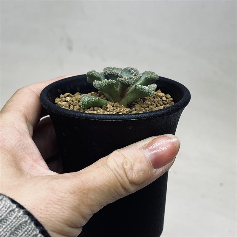 多肉植物:メセン チタノプシス*幅4.5cm : 遊恵盆栽 Yahoo!店 多肉植物:メセン チタノプシス*幅4.5cm : 遊恵盆栽 Yahoo!店