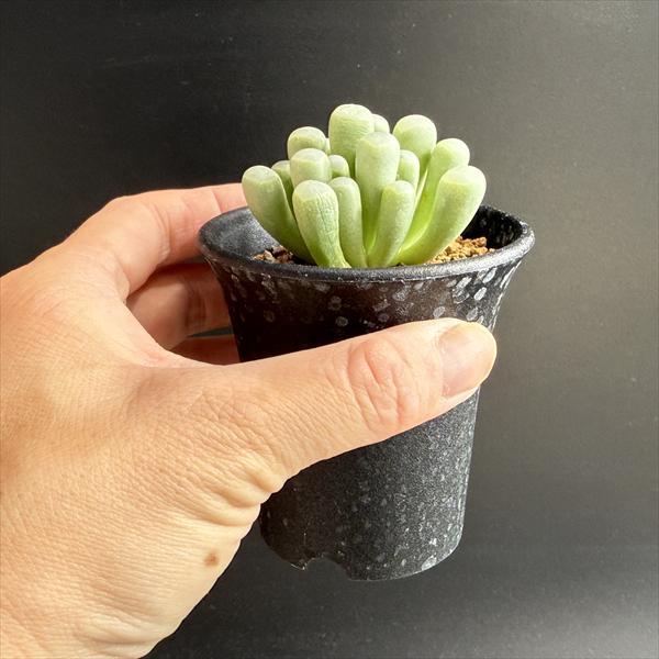 多肉植物：フェネストラリア 五十鈴玉*幅5cm : 遊恵盆栽 Yahoo!店