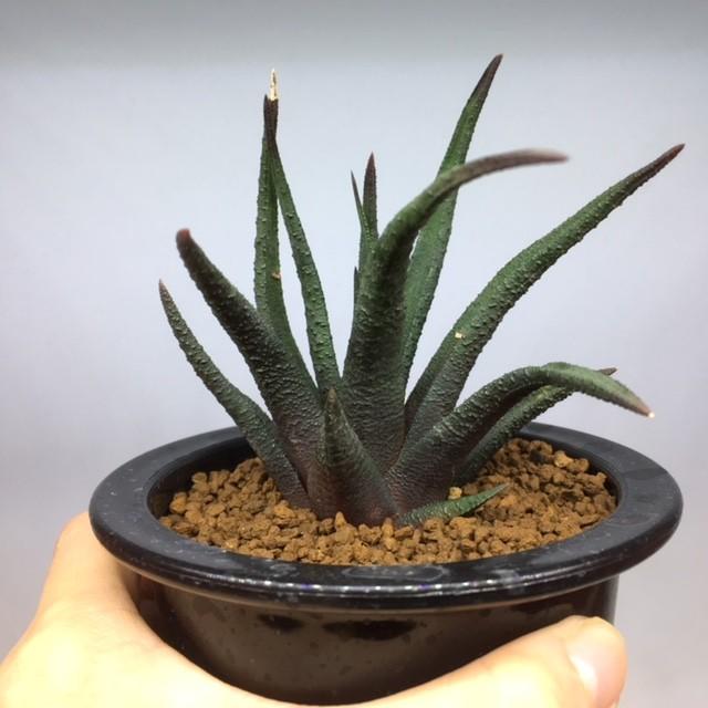g*o様 ハオルオプシス　ソルディダ　アガボイデス DMC08464　ハオルチア 多肉植物：ハオルチア ソルディダ アガボイデス*幅9cm 現品 一品限り