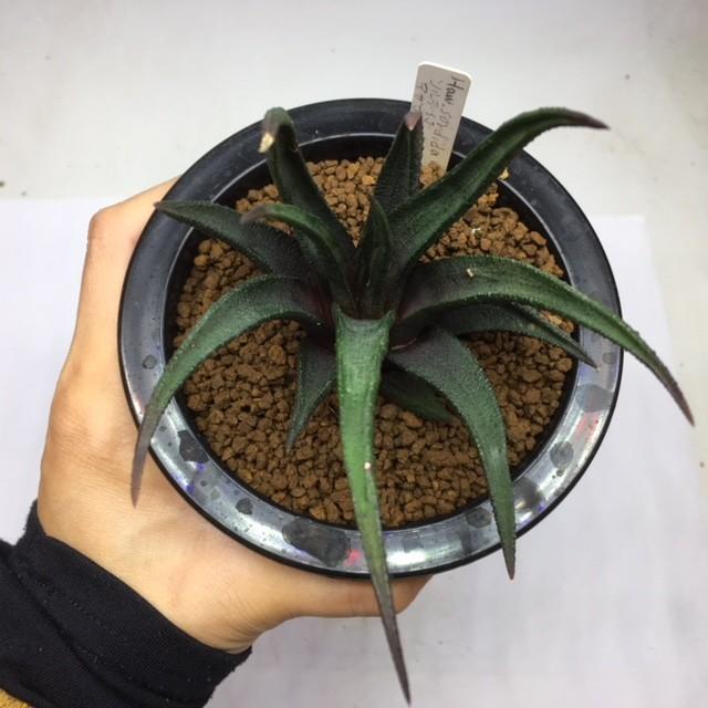 多肉植物：ハオルチア ソルディダ アガボイデス*幅9cm 現品 一品限り