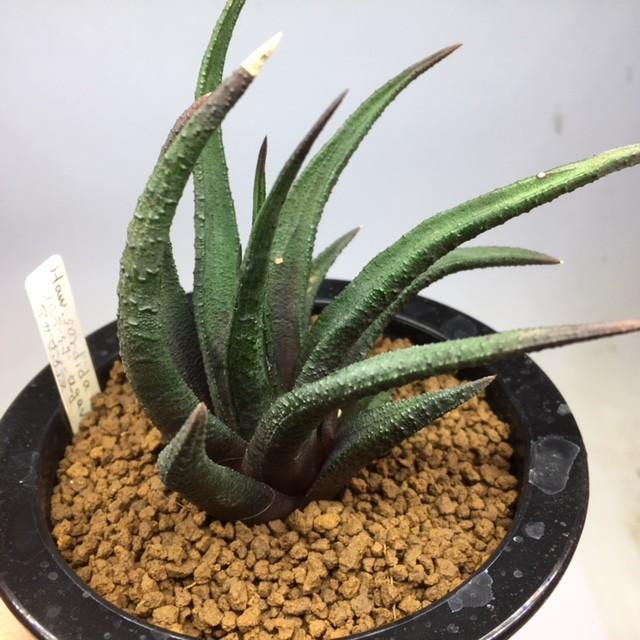 多肉植物：ハオルチア ソルディダ アガボイデス*幅9cm 現品 一品限り