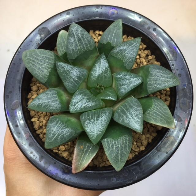 多肉植物：ハオルチア コレクタ*幅8cm 現品 一品限り : 遊恵盆栽