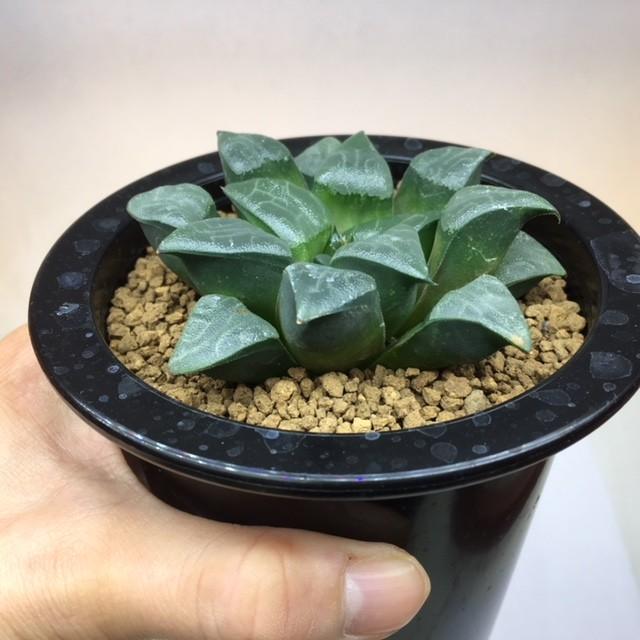 多肉植物：ハオルチア コレクタ*幅8cm 現品 一品限り : 遊恵盆栽