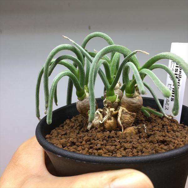 多肉植物：モニラリア　ピシフォルミス*葉幅10ｃｍ　現品　一品限り