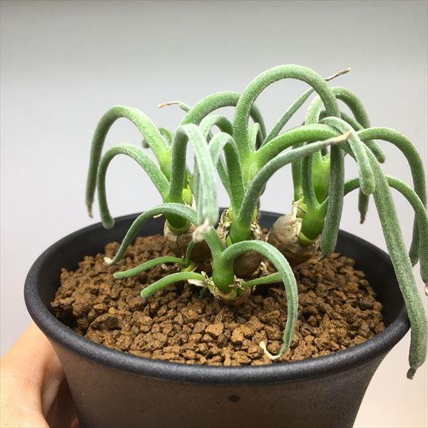 多肉植物：モニラリア　ピシフォルミス*葉幅10ｃｍ　現品　一品限り 