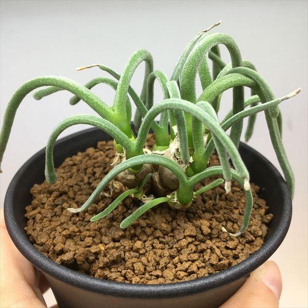 多肉植物：モニラリア　ピシフォルミス*葉幅10ｃｍ　現品　一品限り 