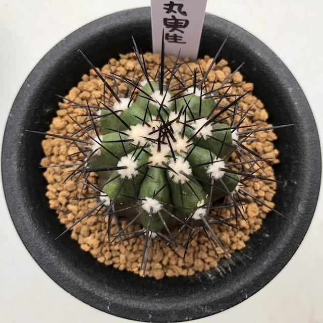 サボテン：コピアポア 黒王丸 実生*幅4cm 現品 一品限り : 遊恵盆栽