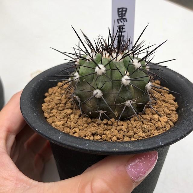 サボテン：コピアポア 黒王丸 実生*幅4cm 現品 一品限り : 遊恵盆栽