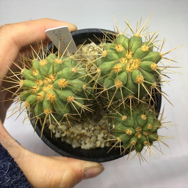 サボテン:コピアポア ハセルトニアナ 逆鱗丸*全幅8cm 現品 サボテン:コピアポア ハセルトニアナ 逆鱗丸*全幅8cm 現品