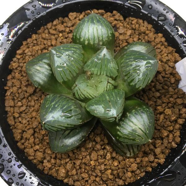 再再販 多肉植物 ハオルチア 大紫オブツーサ 幅7cm 現品 一品限り 海外正規品 Www Fiscaliaguerrero Gob Mx