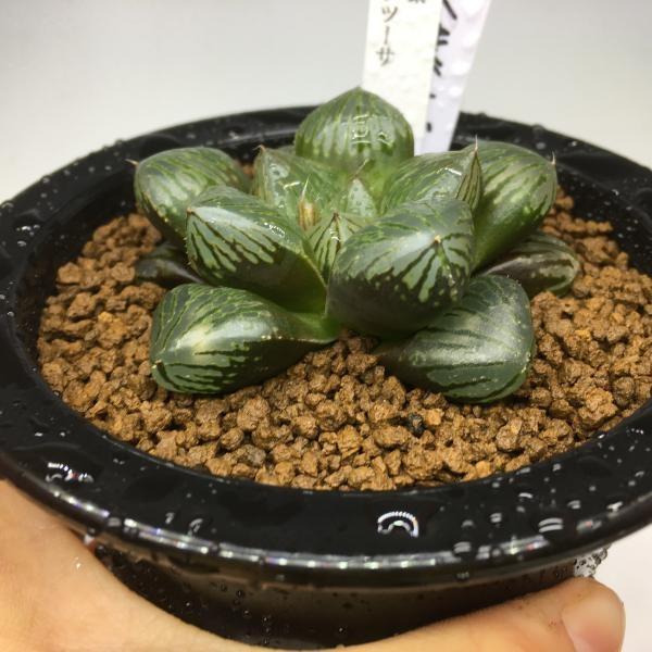 多肉植物：ハオルチア 大紫オブツーサ*幅7cm 現品！一品限り : 遊恵