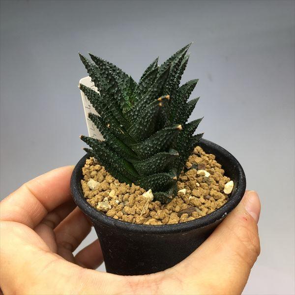 多肉植物：ハオルチア ワイドニグラ*幅6cm 現品 一品限り : 遊恵盆栽