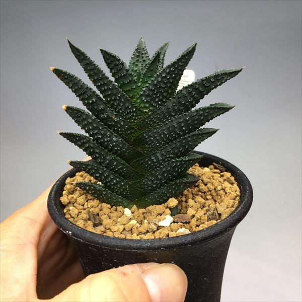 多肉植物：ハオルチア ワイドニグラ*幅6cm 現品 一品限り : 遊恵盆栽