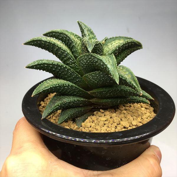 多肉植物：ハオルチア 鬼瓦*幅9cm 現品 一品限り : 遊恵盆栽 Yahoo