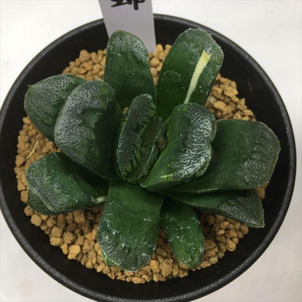 多肉植物：ハオルチア 静鼓錦（せいこにしき）*幅7cm 現品 一品限り