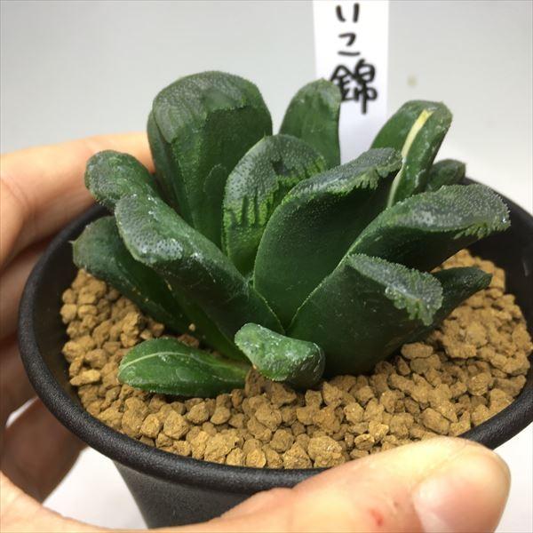多肉植物:ハオルチア 静鼓錦(せいこにしき)*幅7cm 現品 一品 多肉植物:ハオルチア 静鼓錦(せいこにしき)*幅7cm 現品 一品