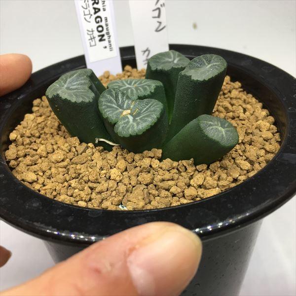 ハオルチア 万象 竜文 ハオルチア 万象錦 山之翠 | mocono_plants