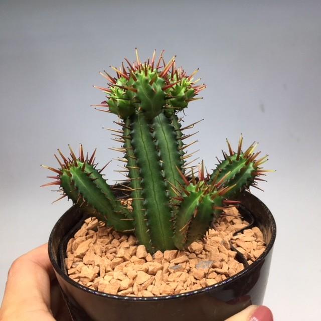 多肉植物：ユーフォルビア 紅彩閣*幅9cm : 遊恵盆栽 Yahoo!店 - 通販