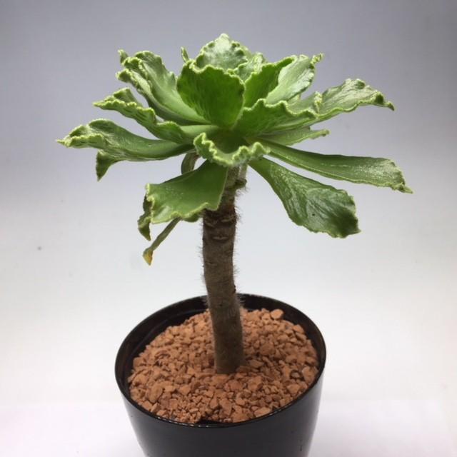 多肉植物：アエオニウム スミッチー*幅12cm : 遊恵盆栽 Yahoo!店
