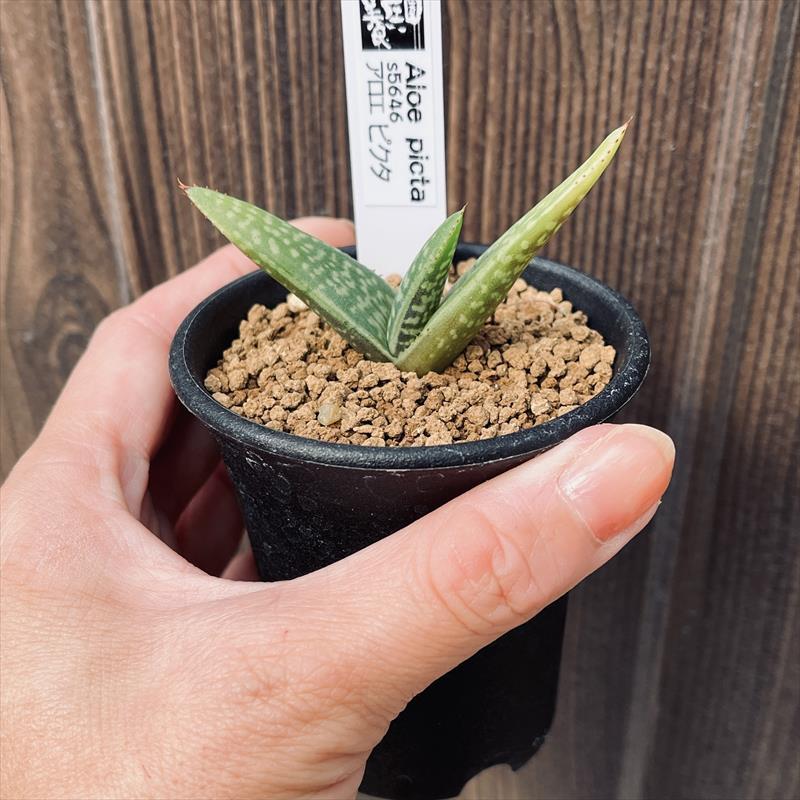 多肉植物：アロエ ピクタ*S 幅6cm : 遊恵盆栽 Yahoo!店 - 通販