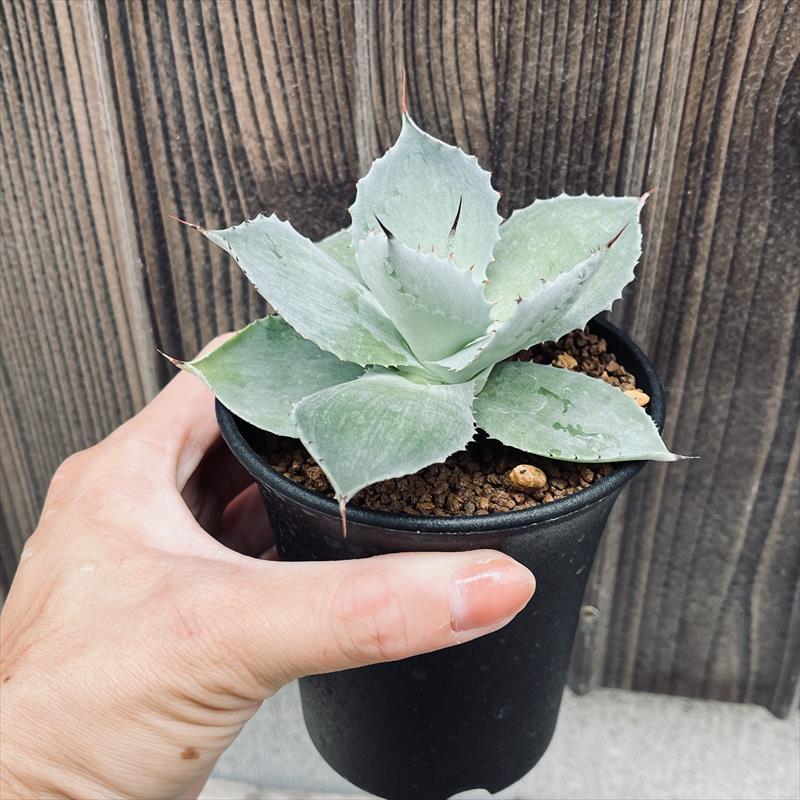 【１株のみ】　アガベ　ピンティラ　購入時名称　斑入り　レア 多肉植物：アガベ 風雷神 うっすら縞斑入り*M 幅10cm : 遊恵盆栽