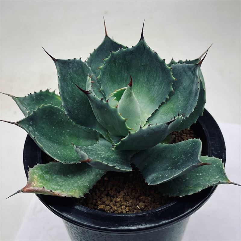 多肉植物：アガベ 風雷神 うっすら縞斑 L*幅12cm : 遊恵盆栽 Yahoo