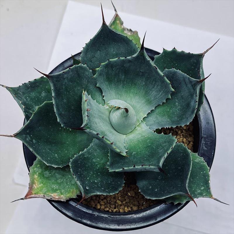 多肉植物：アガベ 風雷神 うっすら縞斑 L*幅12cm : 遊恵盆栽