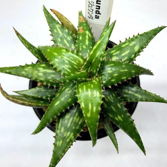 多肉植物 アロエ ジュクンダ ｍ 幅10cm S5680 遊恵盆栽 Yahoo 店 通販 Yahoo ショッピング