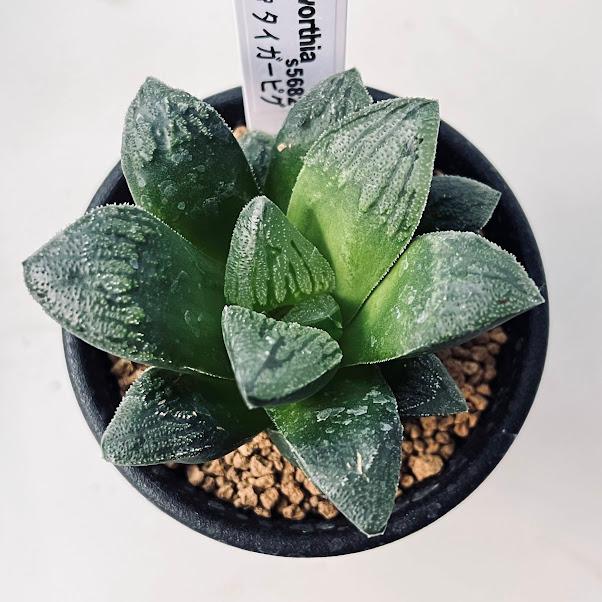 多肉植物 ハオルチア タイガーピグ 幅5cm S56 遊恵盆栽 Yahoo 店 通販 Yahoo ショッピング