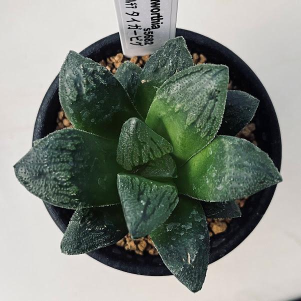 多肉植物 ハオルチア   セール 1株 500円 送料200円 早い者勝ち 3 多肉植物：ハオルチア タイガーピグ*幅6cm : 遊恵盆栽 Yahoo!店 - 通販