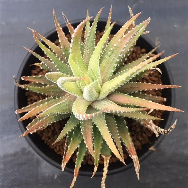 12#多肉植物ア工オ二ウム錦❤️ス一パ一バン セッカ❤️12大頭28cm拨き苗 12#多肉植物ア工オ二ウム錦❤️ス一パ一バン セッカ